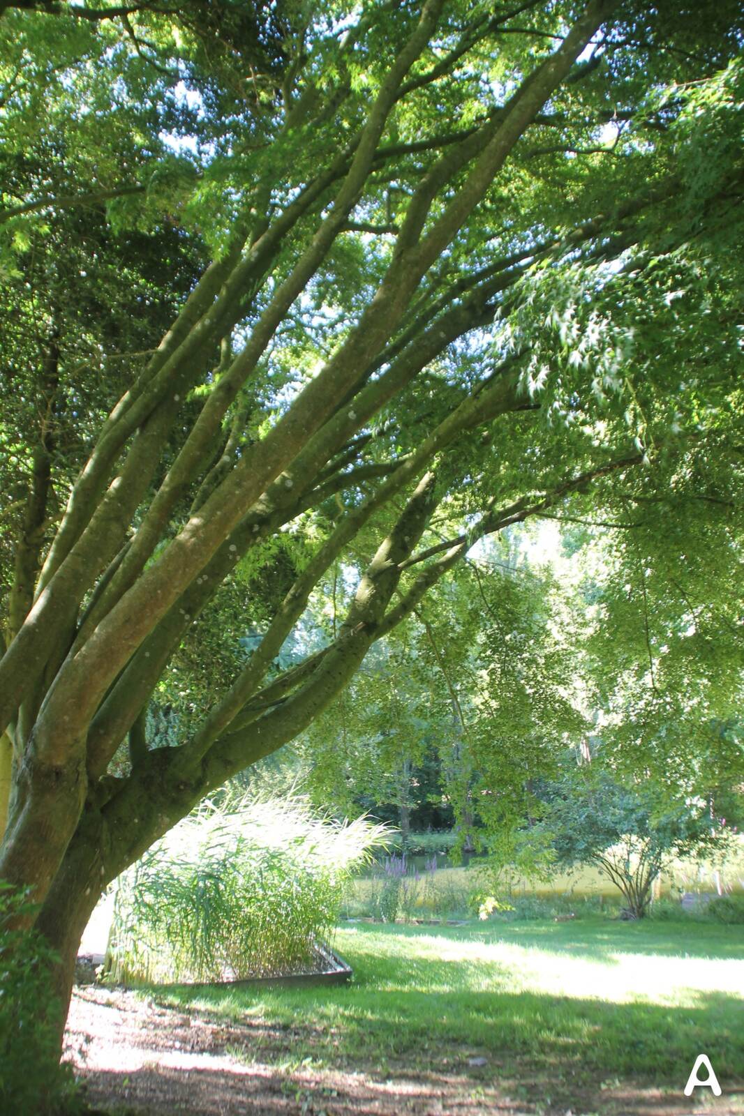 Massif fleuri favorable à la biodiversité