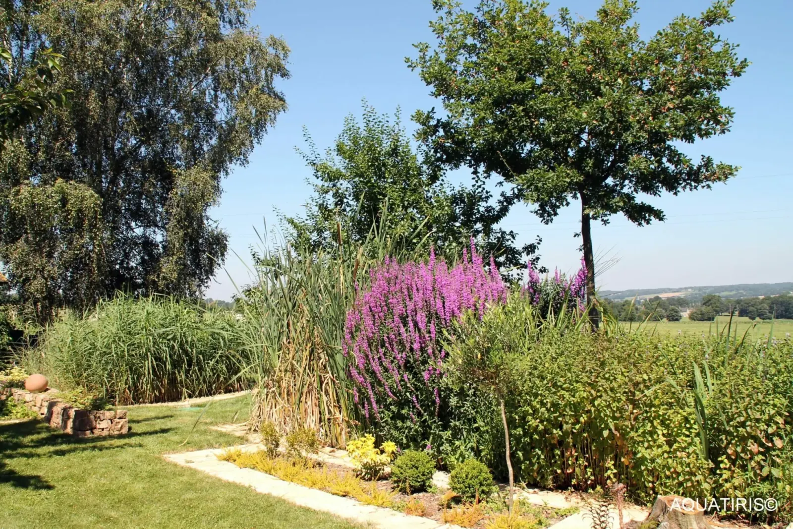 Jardin d'assainissement par phytoépuration, massif de plantes épurateur