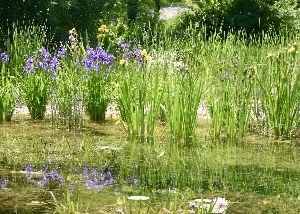 Baignade biologique avec filtration par les plantes